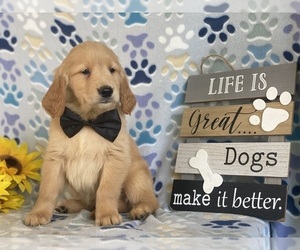 Golden Retriever Puppy for sale in LANCASTER, PA, USA