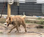 Small #6 Akita Mix