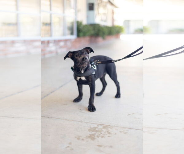 Medium Photo #3 American Pit Bull Terrier-Unknown Mix Puppy For Sale in San Jose, CA, USA