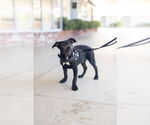 Small #2 American Pit Bull Terrier Mix
