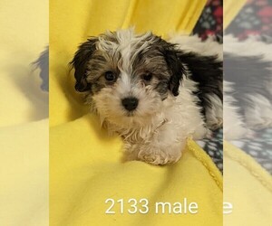 Poodle (Toy)-Yorkshire Terrier Mix Puppy for sale in CLARE, IL, USA
