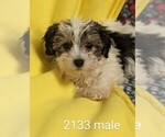 Small Photo #1 Poodle (Toy)-Yorkshire Terrier Mix Puppy For Sale in CLARE, IL, USA