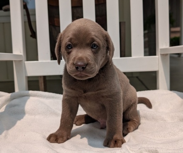 Medium Photo #39 Labrador Retriever Puppy For Sale in GOSHEN, IN, USA
