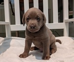 Small #2 Labrador Retriever