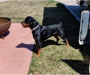Rottweiler Puppy for sale in TOOELE, UT, USA