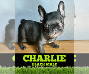 French Bulldog Puppy for sale in ORLANDO, FL, USA