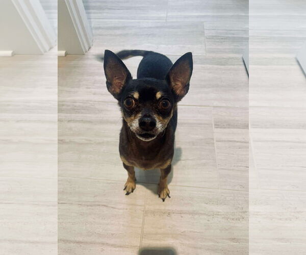 Medium Photo #2 Mutt Puppy For Sale in Gulfport, MI, USA