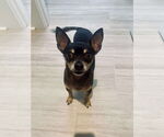 Small #1 Mutt