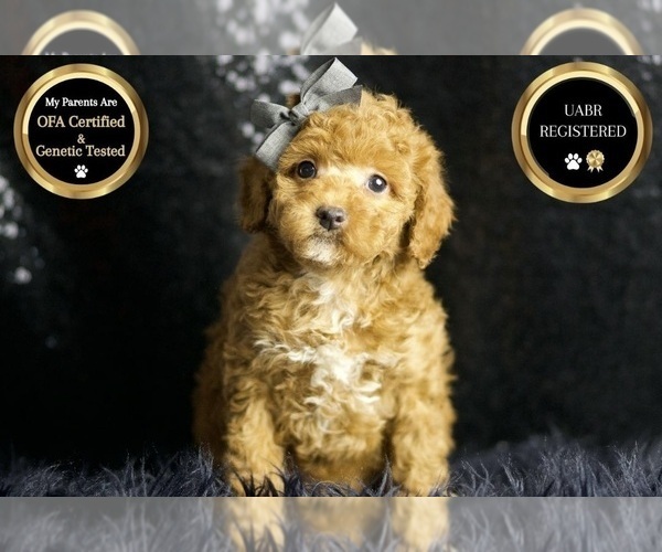 Medium Photo #25 Poodle (Miniature) Puppy For Sale in WARSAW, IN, USA