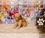 Small Photo #10 Goldendoodle Puppy For Sale in LAKE MARY, FL, USA