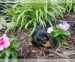 Small Photo #4 Dachshund Puppy For Sale in MULBERRY GROVE, IL, USA