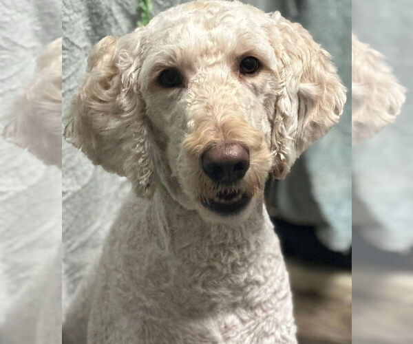 Medium Photo #1 Poodle (Standard) Puppy For Sale in Sioux Falls, SD, USA