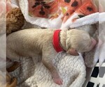 Puppy 4 Goldendoodle (Miniature)