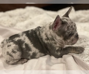 French Bulldog Puppy for sale in OAKDALE, CA, USA