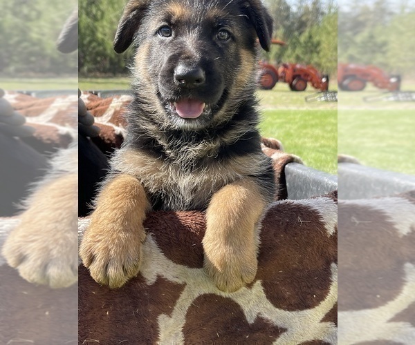 Full screen Photo #3 German Shepherd Dog Puppy For Sale in COLBERT, WA, USA