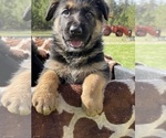 Small Photo #3 German Shepherd Dog Puppy For Sale in COLBERT, WA, USA