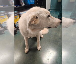 Ladybug - Female Great Pyrenees Dog for Adoption - Photo #3
