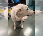 Small #2 Great Pyrenees