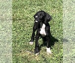 Small Photo #3 Great Dane Puppy For Sale in WINSTON-SALEM, NC, USA