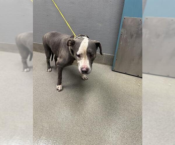 Medium Photo #1 American Pit Bull Terrier-Unknown Mix Puppy For Sale in Las Vegas, NV, USA