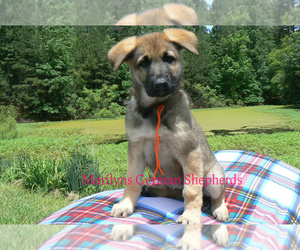 German Shepherd Dog Puppy for sale in PIEDMONT, MO, USA