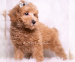 Small Photo #92 Maltipoo (Toy) Puppy For Sale in WARSAW, IN, USA