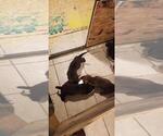 Small Photo #5 Bullmastiff-Cane Corso Mix Puppy For Sale in CHICAGO, IL, USA