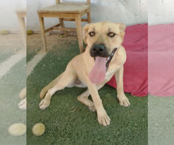 Medium Photo #4 Mutt Puppy For Sale in Apple Valley, CA, USA