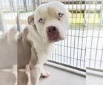 Small #1 Staffordshire Bull Terrier Mix