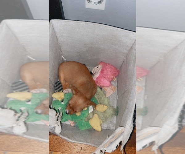 Medium Photo #5 Chorkie Puppy For Sale in MILWAUKEE, WI, USA