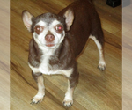 Small #1 Chihuahua