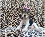 Small #8 Beagle