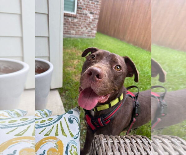 Medium Photo #3 American Pit Bull Terrier-Unknown Mix Puppy For Sale in Oakhurst, NJ, USA