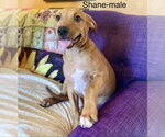 Small Rhodesian Ridgeback Mix