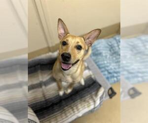 Mutt Dogs for adoption in Chula Vista, CA, USA