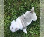 Small #3 Bulldog