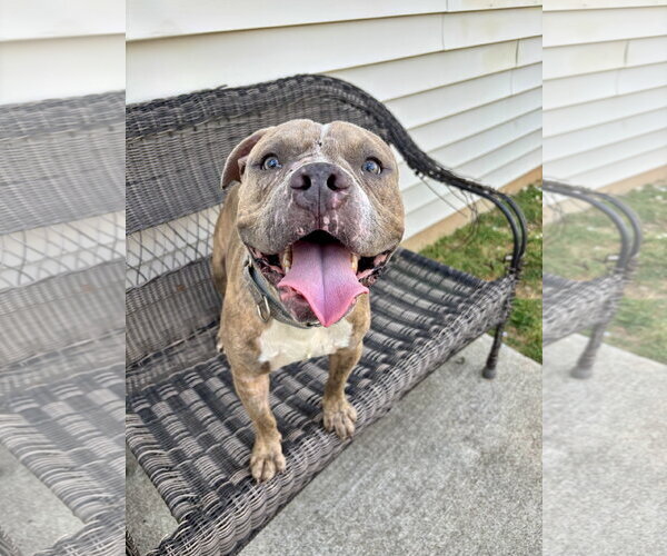 Medium Photo #2 Bull Terrier-Unknown Mix Puppy For Sale in Holly Springs, NC, USA