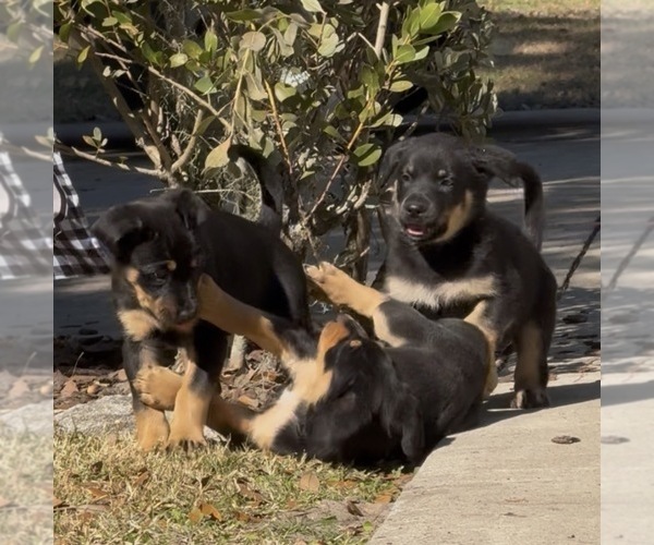 Medium Photo #7 Shepweiller Puppy For Sale in SAINT AUGUSTINE, FL, USA