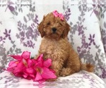 Small Photo #7 Cavapoo-Poodle (Miniature) Mix Puppy For Sale in LAKELAND, FL, USA