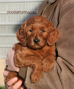 Medium Photo #22 Goldendoodle Puppy For Sale in WOLCOTT, IN, USA