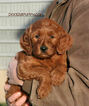 Small Photo #22 Goldendoodle Puppy For Sale in WOLCOTT, IN, USA