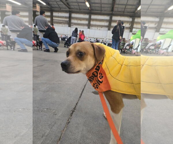 Medium Photo #13 Mutt Puppy For Sale in Bellevue, WA, USA