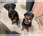 Small #4 Rottweiler