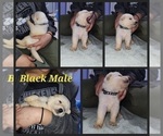 Puppy Black Yorkshire Terrier