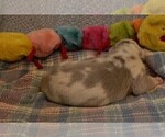 Small Photo #76 Great Dane Puppy For Sale in SPRAGGS, PA, USA