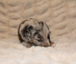 Small #1 Australian Shepherd
