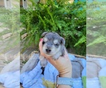 Small Photo #8 Schnauzer (Miniature) Puppy For Sale in BRUNDIDGE, AL, USA