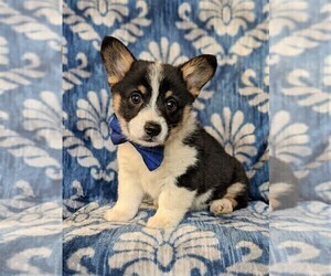 Pembroke Welsh Corgi Puppy for sale in QUARRYVILLE, PA, USA