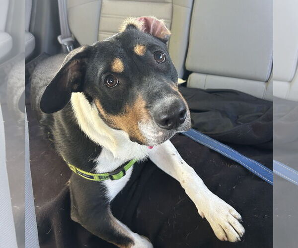Medium Photo #2 Mutt Puppy For Sale in Fargo, ND, USA