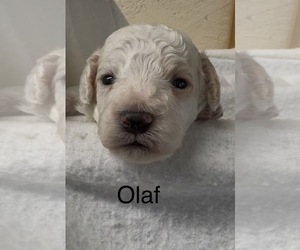 Cavapoo (Miniature) Puppy for sale in FREDERICKTOWN, MO, USA